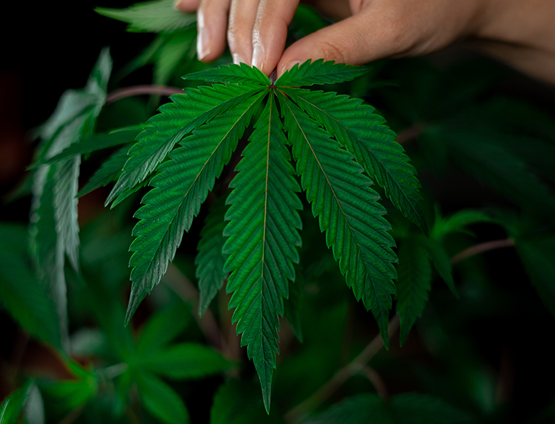 ARTICLE Obtaining hemp cultivation permit in Serbia